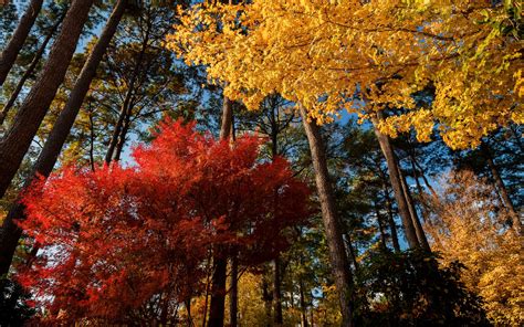 Maple Leaves Trees Nature Landscape Red Yellow