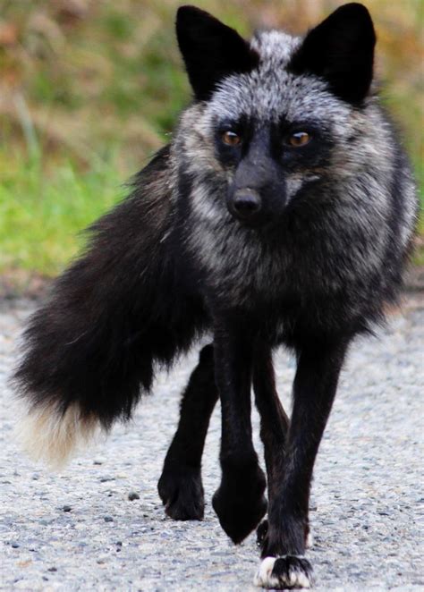 Black Fox Etsy