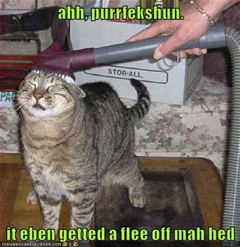 Ahh Purrfekshun Lolcats Lol Cat Memes Funny Cats Funny Cat
