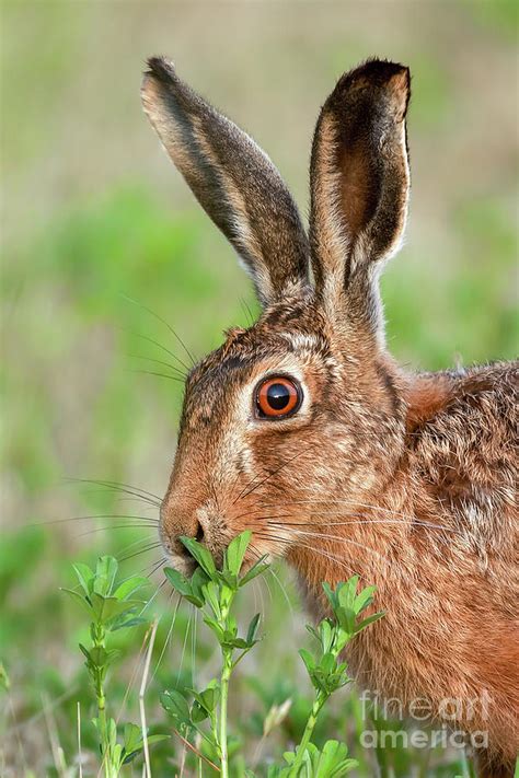 Wild Brown Hare Close Up Eating Photograph By Simon Bratt Pixels