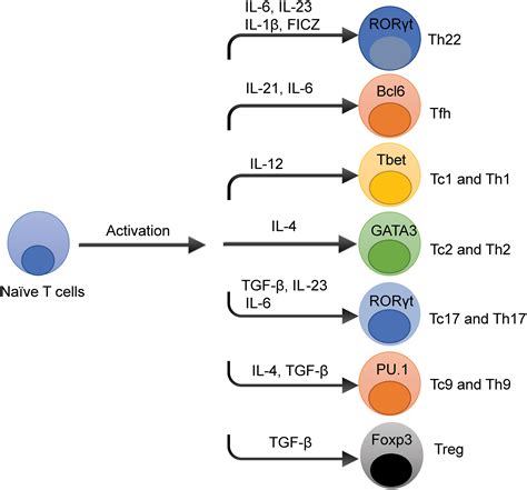 Frontiers T Cell Subsets In Graft Versus Host Disease And Graft Versus Tumor