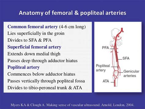 Introductory Chapter Superficial Femoral Arterial Disease Intechopen
