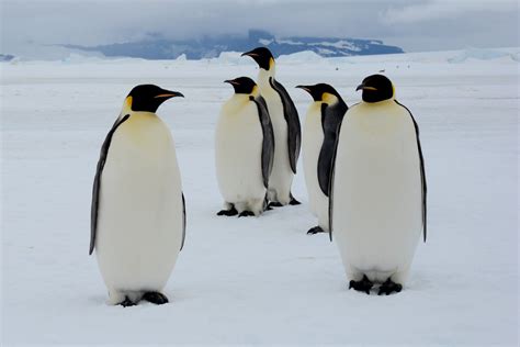 Journey Latinamerica On Twitter Penguins Emperor Penguin Arctic