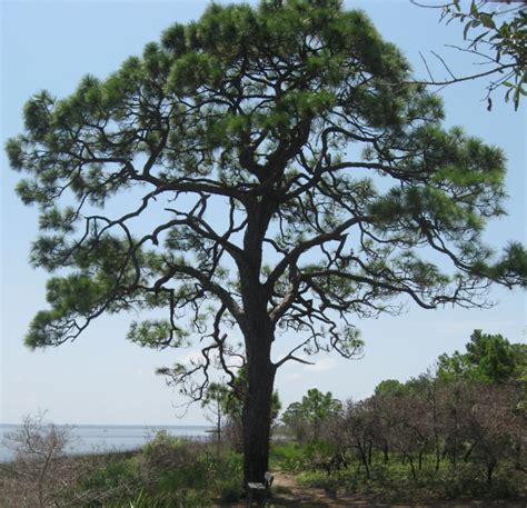 Tree Tuesday This Weeks Featured Tree Is The South Florida Slash Pine