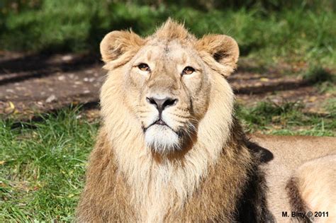 Lion Dasie Panthera Leo Persica Jardin Zoologique