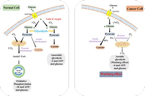 Differences Between Oxidative Phosphorylation Anaerobic Glycolysis