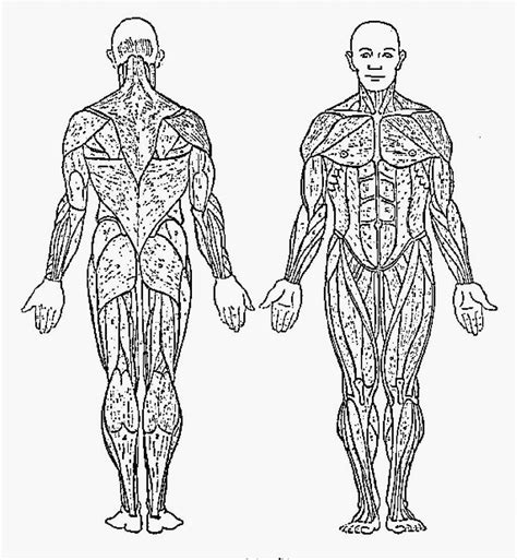 The human back, also called the dorsum, is the large posterior area of the human body, rising from the top of the buttocks to the back of the. The Muscular System Coloring Pages - Coloring Home