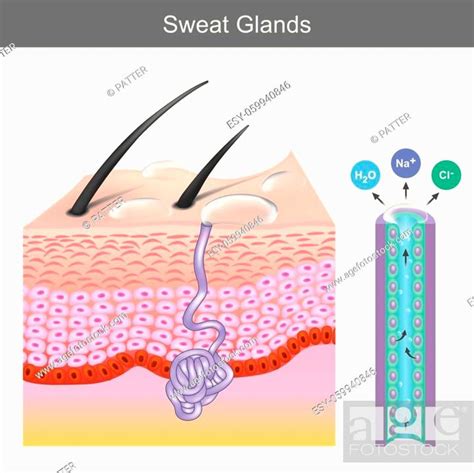 Sweat Glands Illustration Showing Human Sweat Gland Structure Under