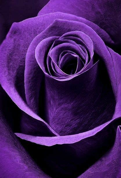 Pin Van Sylvia Orozco Op Purples Mooie Rozen Paarse Bloemen Paars