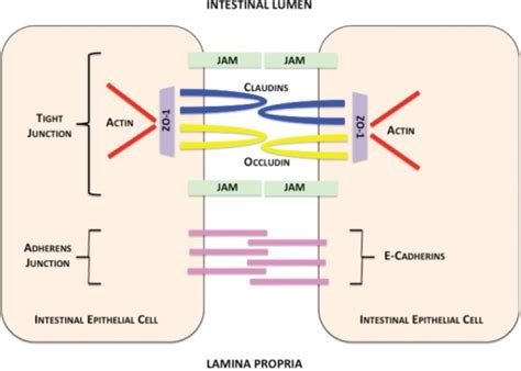 Intestinal Epithelial Cell Junctions Contents Within T Open I