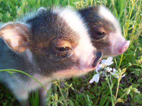 So Sweet Mini Piglets Baby Piglets Cute Piglets Animals And Pets