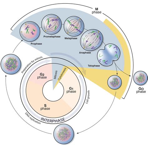 Phases Of The Cell Cycle Battista Illustration