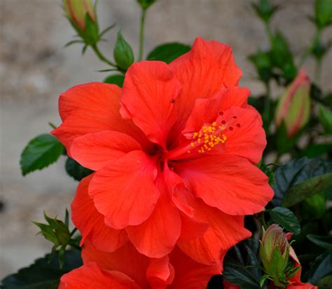 Free Photo Red Hibiscus Flower Blossom Pink Tropics Free