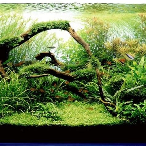 25 Best Aquascaping Ideas With Instructional Guide For 2022 Aquascape