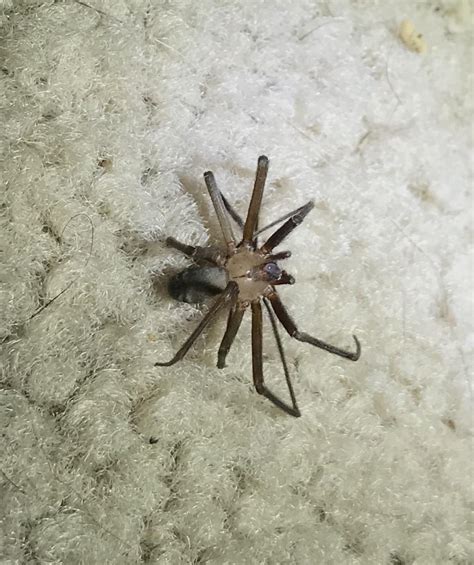 Baby Brown Recluse Spider Size