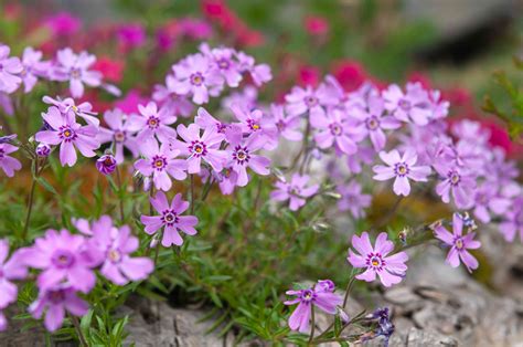 Creeping Phlox Plant Care Growing Guide