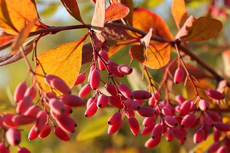 Berberis Barberry Care And Growing Tips Uk