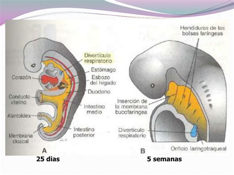 Sistema Respiratorio En El Desarrollo Embrionario Udocz Porn Sex Picture