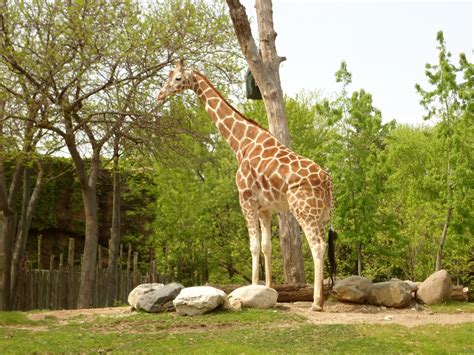 Lincoln Park Zoo Chicago Kavi360