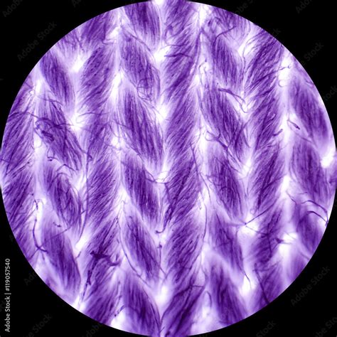 Cotton Textile Under Microscope Light Micrograph Magnification 40x
