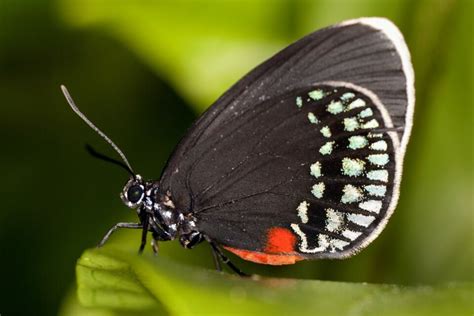 Atala Butterflies Have Retained Ancient Wing Patterns
