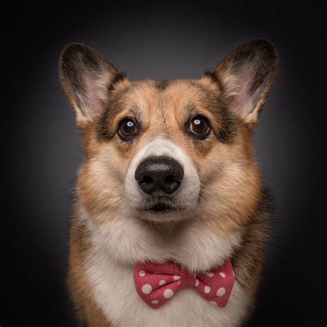 Pet Photography In Singapore Professional Dog Photography