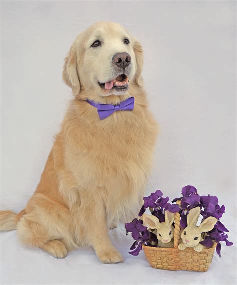 Happy Easter 2016 Cute Animals Golden Dog Happy Dogs