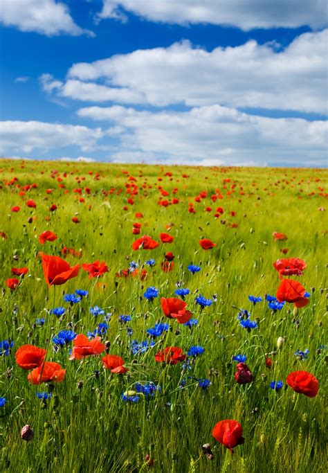 500 Flower Field Pictures Hd Download Free Images On Unsplash