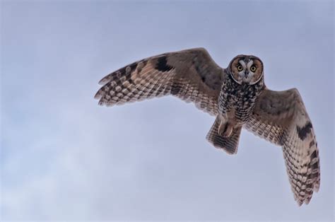 Long Eared Owl In Flight A Long Eared Owl Caught Mid Flight Long