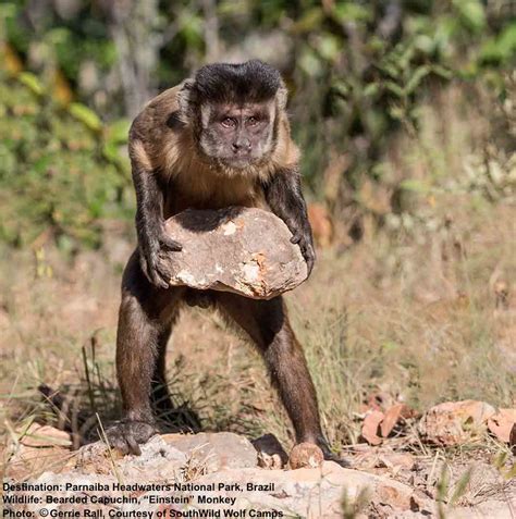 7 Do Not Miss Animals In The Wild Cerrado — Destination Wildlife