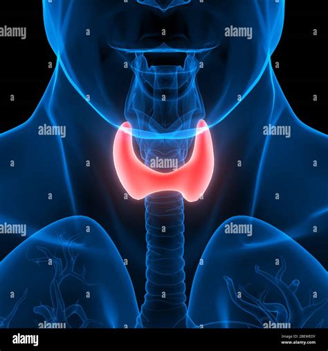Human Glands Lobes Of Thyroid Gland Anatomy Stock Photo Alamy