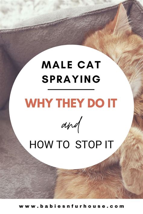 Why Is My Male Cat Spraying Everywhere Qoe