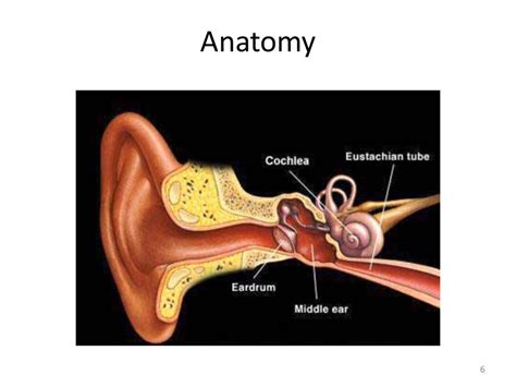 Anatomy And Physiology Of Eustachian Tube