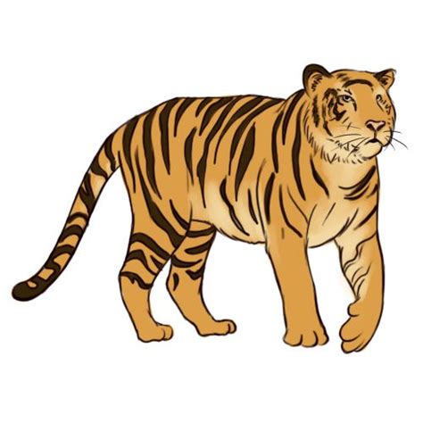 How To Draw A Tiger With Pictures Wikihow Dessin Tigre Comment