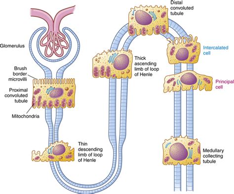 Structure And Function Of The Renal And Urologic Systems Basicmedical Key
