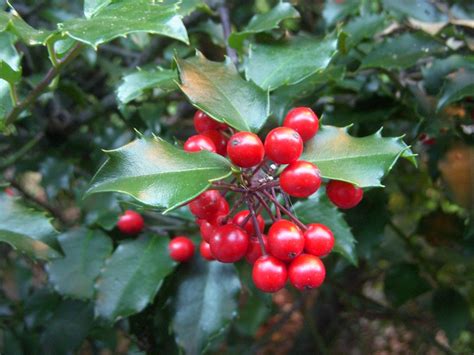 Common Poisonous Berries In North America 101 Ways To Survive