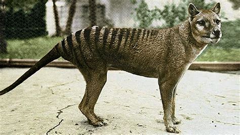 Sightings of the tasmanian tiger, a large carnivorous marsupial thought to be extinct since 1936, have been reported as recently as three months ago, according to the australian government. The Tarkine, Ancient wilderness in Tasmania | Discover the ...