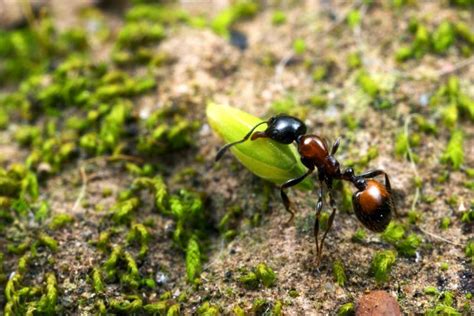 3 Green Tree Ants And Other Species Expeditions