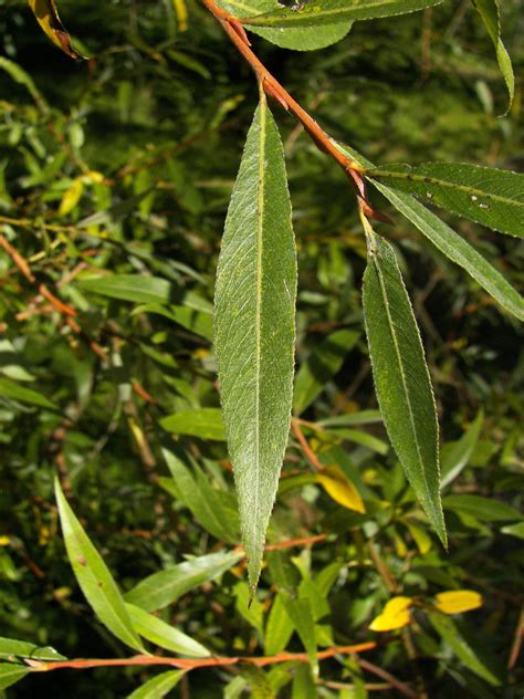 Salix alba, the white willow, is a species of willow native to europe and western and central asia. Datei:Salix alba 022.jpg - Wikipedia