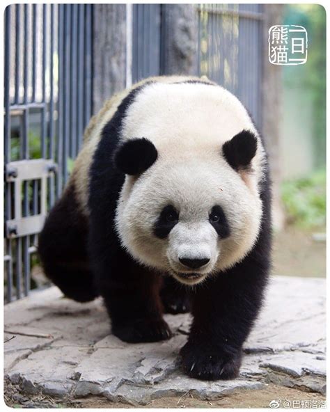 Giant Panda Meng Lan 27 Jun 2018 At Beijing Zoo Photo By 巴顿洛洛的照片 微相册