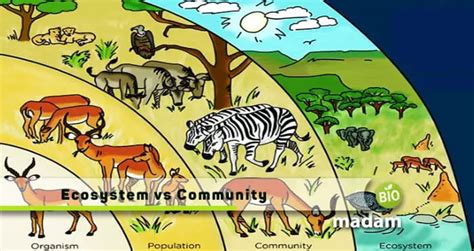 Difference Between Ecosystem And Community Biomadam