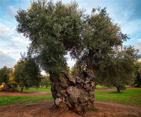 Olive Tree Near Ostuni Apulia Italy Valerio Berdini Photography