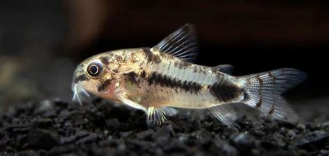Meet The Uniquely Beautiful Salt And Pepper Corydoras Just Fish Things
