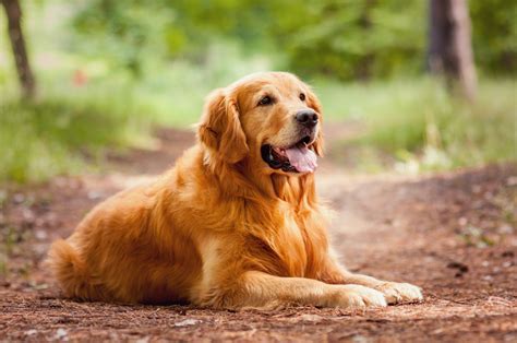 Golden Retriever Uveitis—what Dog Owners Need To Know Veterinary