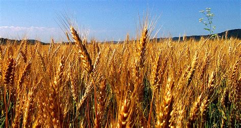 Check spelling or type a new query. For Amber Waves of Grain — Sustainability in Community