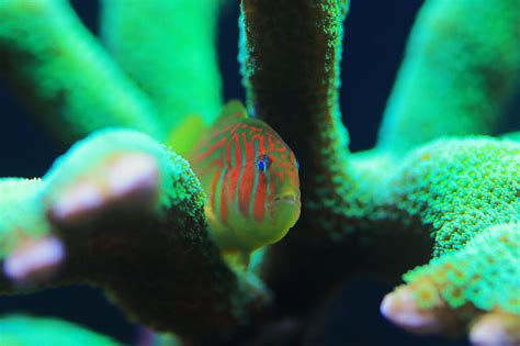 Green Clown Coral Goby Gobiodon Histrio Stock Photo Download Image