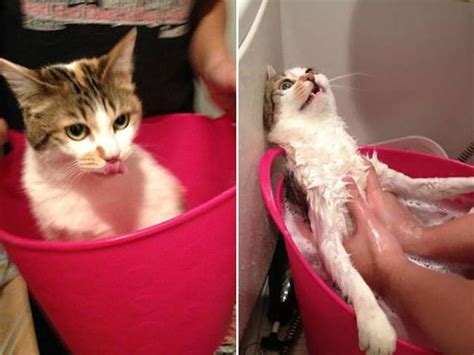 Ridiculous Before And After Pictures Of Animals Taking A Bath 14 Pics