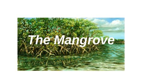 Mangrove Food Web By Sharicka Hicks