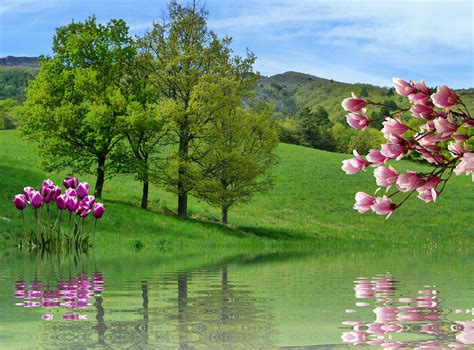 Printemps Tulipes Nature Photo Gratuite Sur Pixabay