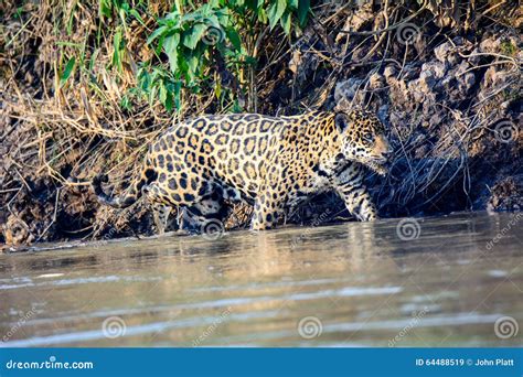 Jaguar In The Waters Of The Cuiaba River Prowling Stock Image Image